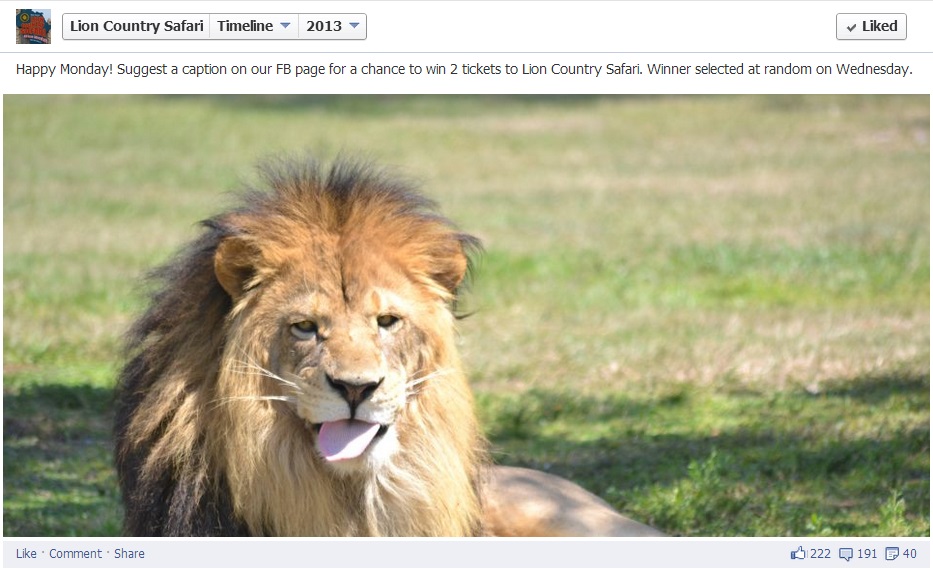 Lion Photo Contest